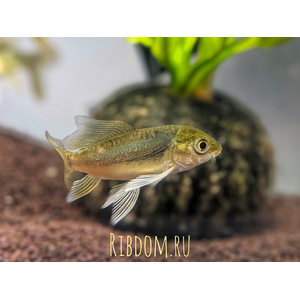 Карп кои (Cyprinus carpio haematopterus) — декоративная одомашненная форма амурского подвида сазана. Это результат многовековой селекции, в ходе которой были выведены разнообразные подвиды с уникальными окрасками и характеристиками.