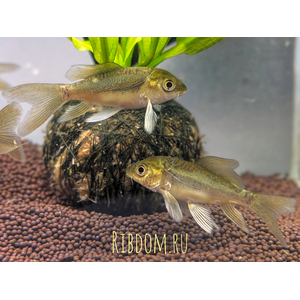 Карп кои (Cyprinus carpio haematopterus) — декоративная одомашненная форма амурского подвида сазана. Это результат многовековой селекции, в ходе которой были выведены разнообразные подвиды с уникальными окрасками и характеристиками.
