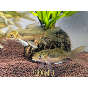 Карп кои (Cyprinus carpio haematopterus) — декоративная одомашненная форма амурского подвида сазана. Это результат многовековой селекции, в ходе которой были выведены разнообразные подвиды с уникальными окрасками и характеристиками.