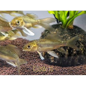 Карп кои (Cyprinus carpio haematopterus) — декоративная одомашненная форма амурского подвида сазана. Это результат многовековой селекции, в ходе которой были выведены разнообразные подвиды с уникальными окрасками и характеристиками.