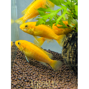 Лабидохромис Еллоу (Labidochromis caeruleus var. «Yellow») — пресноводная тропическая рыба из семейства Цихловые, относится к группе Мбуна. Также известна как цихлида-колибри, лабидохромис лимонный.