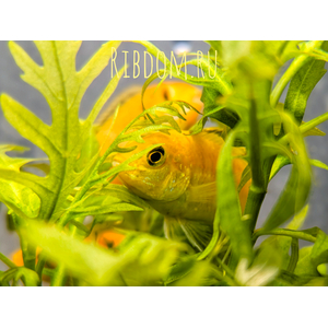 Лабидохромис Еллоу (Labidochromis caeruleus var. «Yellow») — пресноводная тропическая рыба из семейства Цихловые, относится к группе Мбуна. Также известна как цихлида-колибри, лабидохромис лимонный.