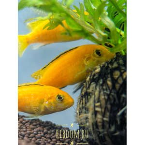 Лабидохромис Еллоу (Labidochromis caeruleus var. «Yellow») — пресноводная тропическая рыба из семейства Цихловые, относится к группе Мбуна. Также известна как цихлида-колибри, лабидохромис лимонный.