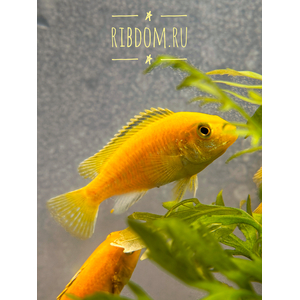 Лабидохромис Еллоу (Labidochromis caeruleus var. «Yellow») — пресноводная тропическая рыба из семейства Цихловые, относится к группе Мбуна. Также известна как цихлида-колибри, лабидохромис лимонный.