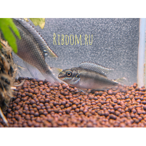Пельвикахромис пульхер (Pelvicachromis pulcher) — пресноводная лучепёрая рыба из семейства Цихловые. Второе популярное название — цихлида-попугайчик. Рыбки получили такое прозвище за пёструю окраску, напоминающую оперение этих ярких птиц, и необычную форму мордочки, немного изогнутую вниз наподобие клюва.