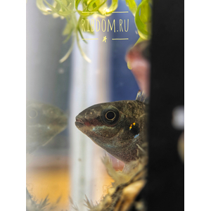 Пельвикахромис пульхер (Pelvicachromis pulcher) — пресноводная лучепёрая рыба из семейства Цихловые. Второе популярное название — цихлида-попугайчик. Рыбки получили такое прозвище за пёструю окраску, напоминающую оперение этих ярких птиц, и необычную форму мордочки, немного изогнутую вниз наподобие клюва.