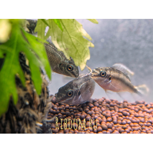 Пельвикахромис пульхер (Pelvicachromis pulcher) — пресноводная лучепёрая рыба из семейства Цихловые. Второе популярное название — цихлида-попугайчик. Рыбки получили такое прозвище за пёструю окраску, напоминающую оперение этих ярких птиц, и необычную форму мордочки, немного изогнутую вниз наподобие клюва.