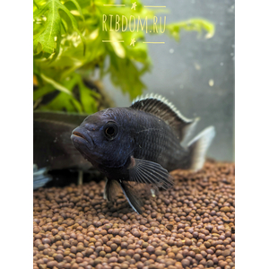 Pseudotropheus acei «Ngara»

(также известен как псевдотрофеус белохвостый, ацей нгара, аки белохвостый) — пресноводная лучепёрая рыба из семейства Цихловые, эндемик озера Малави (Ньяса). Относится к группе Мбуна — цихлид, обитающих возле скал и питающихся водорослевыми обрастаниями.