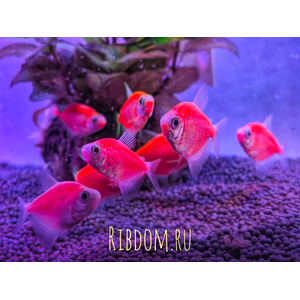 Тернеция гло красная (GloFish) — генетически модифицированная форма аквариумной рыбки тернеции (Gymnocorymbus ternetzi). Её отличительная особенность — способность к флуоресценции: под воздействием синего или ультрафиолетового освещения рыбки излучают свет.