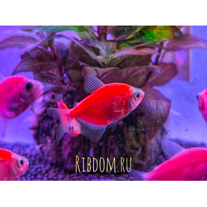 Тернеция гло красная (GloFish) — генетически модифицированная форма аквариумной рыбки тернеции (Gymnocorymbus ternetzi). Её отличительная особенность — способность к флуоресценции: под воздействием синего или ультрафиолетового освещения рыбки излучают свет.