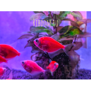 Тернеция гло красная (GloFish) — генетически модифицированная форма аквариумной рыбки тернеции (Gymnocorymbus ternetzi). Её отличительная особенность — способность к флуоресценции: под воздействием синего или ультрафиолетового освещения рыбки излучают свет.