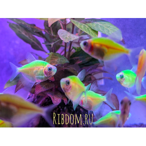 Тернеция GloFish салатовая — генетически модифицированная форма тернеции (Gymnocorymbus ternetzi) с внедрённым флуоресцентным белковым геном из морских организмов (медуз или кораллов). Благодаря этому рыбки светятся в темноте или при ультрафиолетовом или синем освещении.