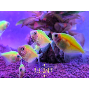 Тернеция GloFish салатовая — генетически модифицированная форма тернеции (Gymnocorymbus ternetzi) с внедрённым флуоресцентным белковым геном из морских организмов (медуз или кораллов). Благодаря этому рыбки светятся в темноте или при ультрафиолетовом или синем освещении.