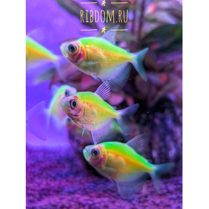 Тернеция GloFish салатовая — генетически модифицированная форма тернеции (Gymnocorymbus ternetzi) с внедрённым флуоресцентным белковым геном из морских организмов (медуз или кораллов). Благодаря этому рыбки светятся в темноте или при ультрафиолетовом или синем освещении.