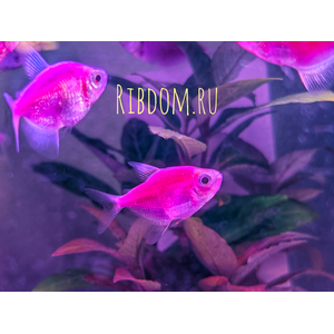 Тернеция GloFish фиолетовая — генетически модифицированная форма тернеции (Gymnocorymbus ternetzi), получившая название от английских слов glow («сияющий», «свечение») и fish («рыба»). Её отличительная особенность — способность светиться в темноте или под воздействием синего или ультрафиолетового освещения благодаря встроенному гену медуз или кораллов.