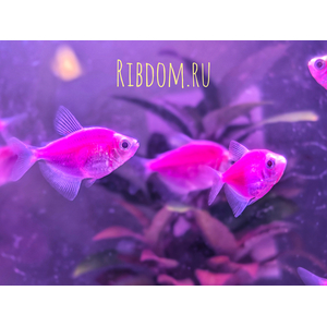 Тернеция GloFish фиолетовая — генетически модифицированная форма тернеции (Gymnocorymbus ternetzi), получившая название от английских слов glow («сияющий», «свечение») и fish («рыба»). Её отличительная особенность — способность светиться в темноте или под воздействием синего или ультрафиолетового освещения благодаря встроенному гену медуз или кораллов.