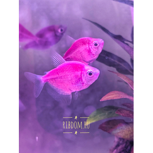 Тернеция GloFish фиолетовая — генетически модифицированная форма тернеции (Gymnocorymbus ternetzi), получившая название от английских слов glow («сияющий», «свечение») и fish («рыба»). Её отличительная особенность — способность светиться в темноте или под воздействием синего или ультрафиолетового освещения благодаря встроенному гену медуз или кораллов.