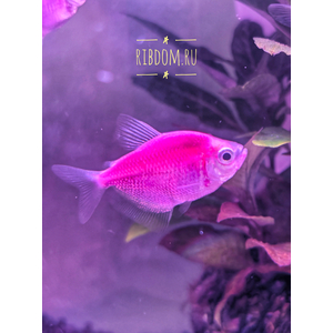 Тернеция GloFish фиолетовая — генетически модифицированная форма тернеции (Gymnocorymbus ternetzi), получившая название от английских слов glow («сияющий», «свечение») и fish («рыба»). Её отличительная особенность — способность светиться в темноте или под воздействием синего или ультрафиолетового освещения благодаря встроенному гену медуз или кораллов.