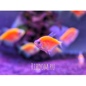 Тернеция GloFish оранжевая — генетически модифицированная форма аквариумной рыбки тернеции (Gymnocorymbus ternetzi) с яркой флуоресцентной окраской. Название происходит от английских слов glow («сияющий», «свечение») и fish («рыба»).