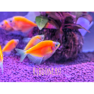 Тернеция GloFish оранжевая — генетически модифицированная форма аквариумной рыбки тернеции (Gymnocorymbus ternetzi) с яркой флуоресцентной окраской. Название происходит от английских слов glow («сияющий», «свечение») и fish («рыба»).