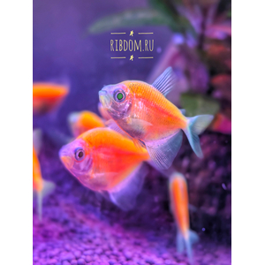 Тернеция GloFish оранжевая — генетически модифицированная форма аквариумной рыбки тернеции (Gymnocorymbus ternetzi) с яркой флуоресцентной окраской. Название происходит от английских слов glow («сияющий», «свечение») и fish («рыба»).