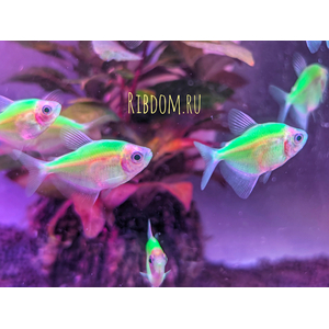 Тернеция GloFish Мятная — генетически модифицированная аквариумная рыбка, полученная путём внедрения в ДНК генов морских организмов (медуз или кораллов), отвечающих за синтез флуоресцентного белка. Это придаёт рыбкам яркую флуоресцентную окраску, которая проявляется под воздействием синего или ультрафиолетового освещения.
