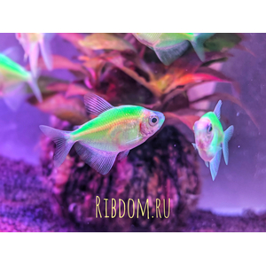 Тернеция GloFish Мятная — генетически модифицированная аквариумная рыбка, полученная путём внедрения в ДНК генов морских организмов (медуз или кораллов), отвечающих за синтез флуоресцентного белка. Это придаёт рыбкам яркую флуоресцентную окраску, которая проявляется под воздействием синего или ультрафиолетового освещения.