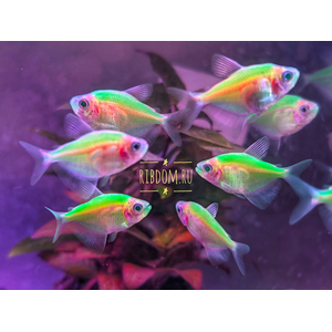 Тернеция GloFish Мятная — генетически модифицированная аквариумная рыбка, полученная путём внедрения в ДНК генов морских организмов (медуз или кораллов), отвечающих за синтез флуоресцентного белка. Это придаёт рыбкам яркую флуоресцентную окраску, которая проявляется под воздействием синего или ультрафиолетового освещения.