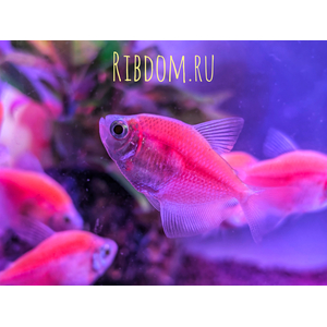 Тернеция GloFish розовая — генетически модифицированная форма тернеции (Gymnocorymbus ternetzi), получившая название от английских слов glow («сияющий», «свечение») и fish («рыба»). Отличительная особенность — флуоресцентная окраска, которая становится ярче при ультрафиолетовом или синем освещении.