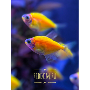 Тернеция GloFish (Gymnocorymbus ternetzi GloFish) — генетически модифицированная форма обычной тернеции, отличительная особенность которой — флуоресценция: способность излучать свет под воздействием синего или ультрафиолетового освещения. Название образовано от английских слов glow («сияющий», «свечение») и fish («рыба»).