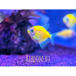 Тернеция GloFish (Gymnocorymbus ternetzi GloFish) — генетически модифицированная форма обычной тернеции, отличительная особенность которой — флуоресценция: способность излучать свет под воздействием синего или ультрафиолетового освещения. Название образовано от английских слов glow («сияющий», «свечение») и fish («рыба»).