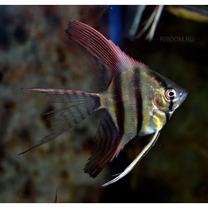 скалярии купить  в Москве можно заказать доставку через Интернет-магазин Рыбка Дома