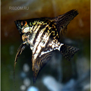 СКАЛЯРИЯ ЗЕЛЕНЫЙ АНГЕЛ - Pterophyllum 3-5см