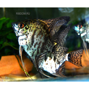 СКАЛЯРИЯ ЗЕЛЕНЫЙ АНГЕЛ - Pterophyllum 3-5см