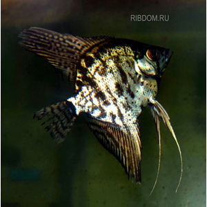 СКАЛЯРИЯ ЗЕЛЕНЫЙ АНГЕЛ - Pterophyllum 3-5см