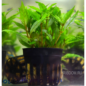 СТАУРОГИН ПОРТО ВЕЛЬО - Staurogyne porto velho