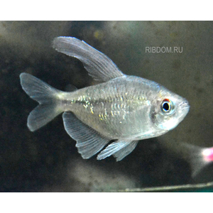 ТЕТРА БРИЛЛИАНТОВАЯ