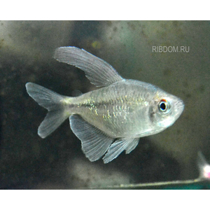 ТЕТРА БРИЛЛИАНТОВАЯ