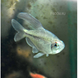 ТЕТРА БРИЛЛИАНТОВАЯ