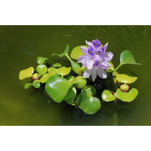 ГИАЦИНТ ВОДНЫЙ - Eichhornia crassipes