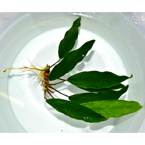 АНУБИАС ЛАНЦЕТОВИДНЫЙ