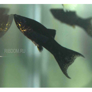 МОЛЛИНЕЗИЯ АССОРТИ 
МОЛЛИНЕЗИЯ АССОРТИ