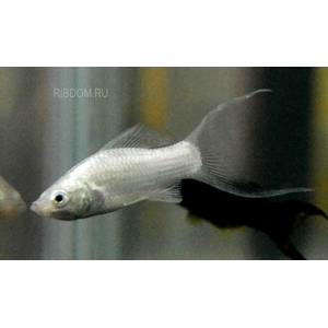 МОЛЛИНЕЗИЯ АССОРТИ