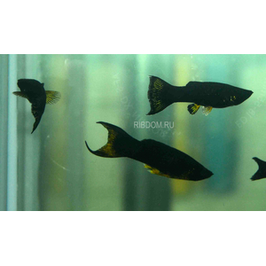 МОЛЛИНЕЗИЯ АССОРТИ