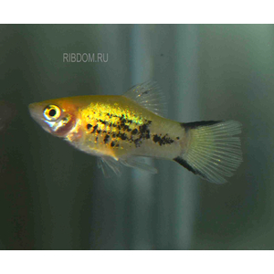 МОЛЛИНЕЗИЯ АССОРТИ