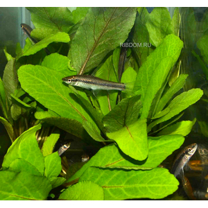 РОРИППА ВОДНАЯ / ЖЕРУШНИК / Rorippa aquatica