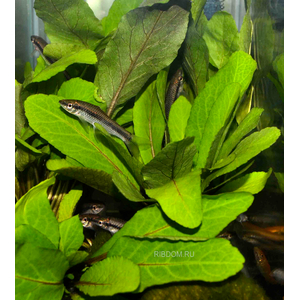 РОРИППА ВОДНАЯ / ЖЕРУШНИК / Rorippa aquatica