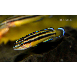 Юлидохромис «Кипили» (Julidochromis regani var. «Kipili») — одна из локальных популяций юлидохромиса регана, эндемик озера Танганьика в Африке.