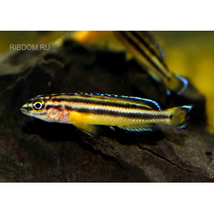 Юлидохромис «Кипили» (Julidochromis regani var. «Kipili») — одна из локальных популяций юлидохромиса регана, эндемик озера Танганьика в Африке.
