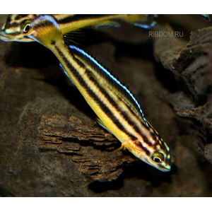 Юлидохромис «Кипили» (Julidochromis regani var. «Kipili») — одна из локальных популяций юлидохромиса регана, эндемик озера Танганьика в Африке.